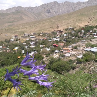 Telegram profile photo for * کانال رسمی چاران *