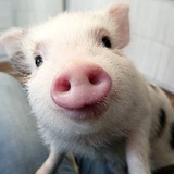 Telegram profile photo for Ccoin_news🐽
