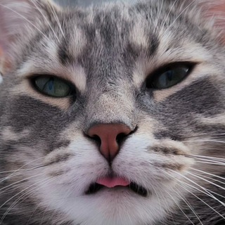 Telegram profile photo for Пряник на каждый день