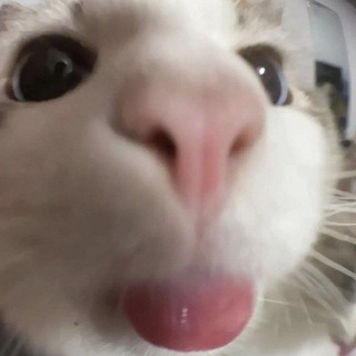 Telegram profile photo for Bot Legit 2