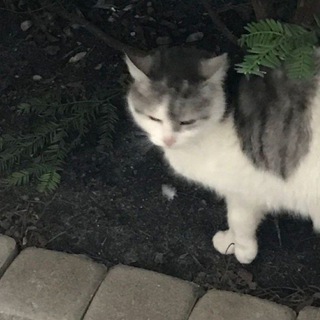 Telegram profile photo for Kitty