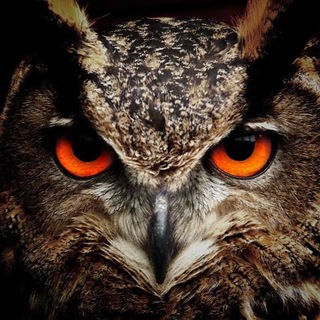 Telegram profile photo for KAKA™️