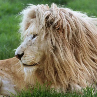 Telegram profile photo for Manes