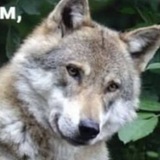 Telegram profile photo for капризулька тфобка хейтерша аркф ! 🥇