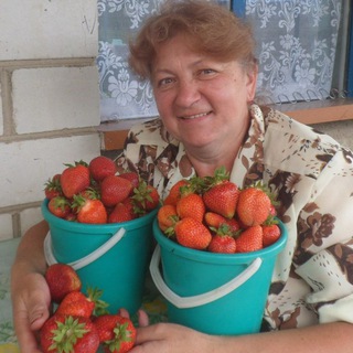 Telegram profile photo for Клубника-малина. Коллекция Светланы Татур