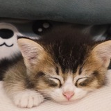 Telegram profile photo for 𝑌𝑖𝑋𝑢𝑎𝑛的储物间