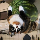 Telegram profile photo for м