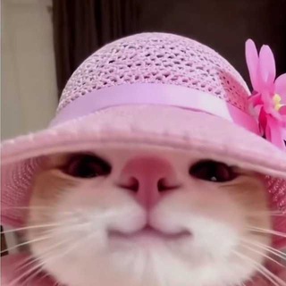 Telegram profile photo for چت ناشناس 💯 | ربات چت ناشناس | هایپرگپ | بات چت | همسنی