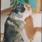 Telegram profile photo for по-соседски