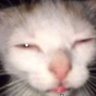 Telegram profile photo for Ривер чота пишет ого