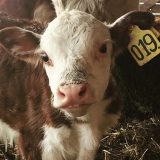 Telegram profile photo for КФХ «Герефорд»