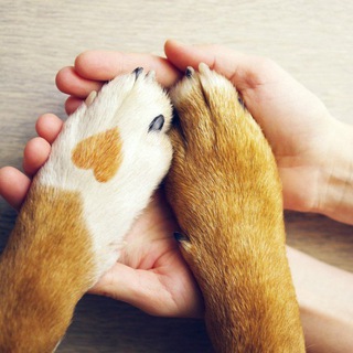 Telegram group profile photo for 🐈🐩🆘 SOS Хвостики Первомайское 🆘🐕🐈⬛