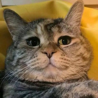 Telegram profile photo for ВСЕМ ПРИВЕТ!