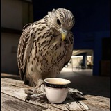Telegram profile photo for َ