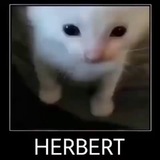 Telegram profile photo for Discarica meme rubati