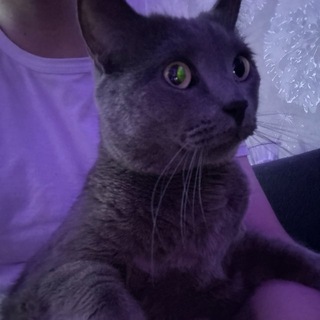Telegram profile photo for BIO ||| Переходник