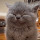 Telegram profile photo for Сонненькие