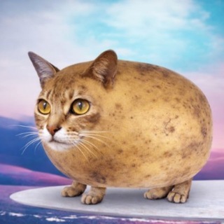 Telegram profile photo for Catito Gang