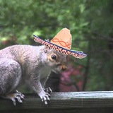 Telegram profile photo for (Spanish) Night Owl News Archives