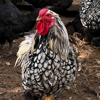 Telegram profile photo for Виандот мои красавчики