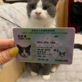 Telegram profile photo for Doxxed Cat