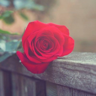 Telegram profile photo for تصاميم