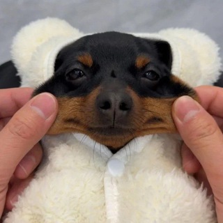 Telegram profile photo for ⛸️ дарик умеет говорить??🧑💻