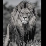 Telegram profile photo for ابو ولاية والحياة