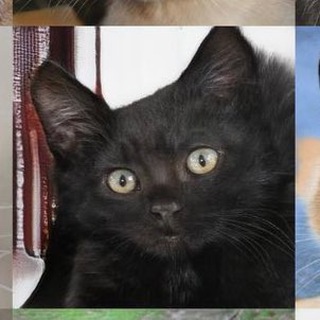 Telegram profile photo for Нейронный Кот