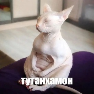 Telegram profile photo for π¨πππΆπ Live