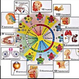 Telegram profile photo for Dr. Елена Савилова | Балашиха