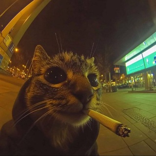 Telegram profile photo for Клитерз