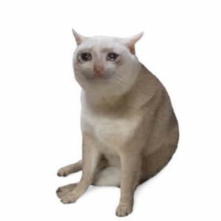 Telegram profile photo for Cashcat Price