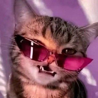Telegram profile photo for Negroy