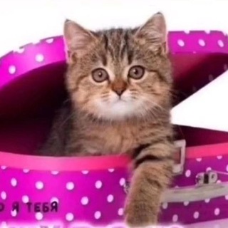 Telegram profile photo for Праздники на каждый день
