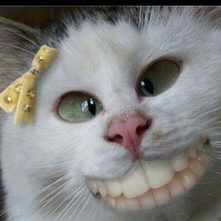 Telegram profile photo for СуМаШеДшИй КоТ