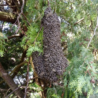Telegram profile photo for 🐝 Imker und die Natur