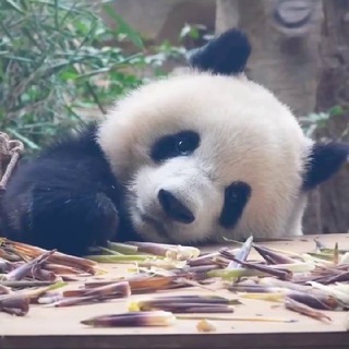 Telegram profile photo for Пандье🐼посольство в России