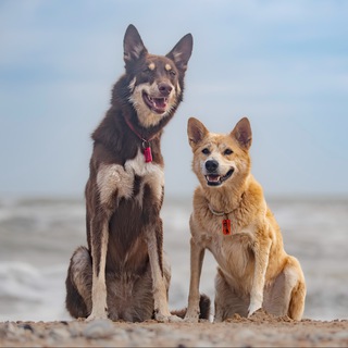 Telegram profile photo for Lorintina&Dogs 🌸