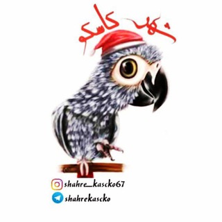 Telegram profile photo for شهرکاسکوبندرکیاشهر🦜