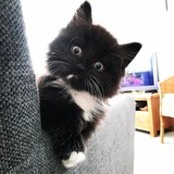 Telegram profile photo for All cats are crazy(¿or not?)