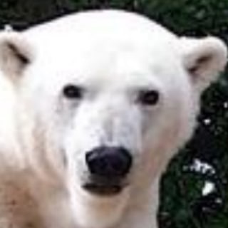 Telegram profile photo for Der Klimawandel