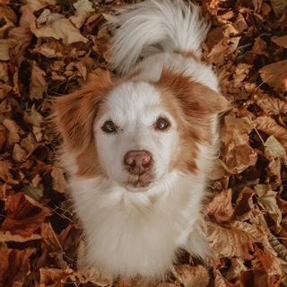 Telegram profile photo for 𝙳𝚘𝚐 𝙽𝚘𝚝 𝙵𝚘𝚞𝚗𝚍 𝟺𝟶𝟺