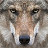 Telegram profile photo for Будка волчка🐺