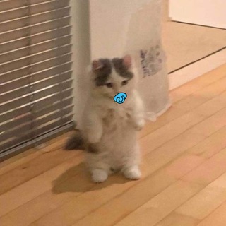 Telegram profile photo for Baby Michi portal