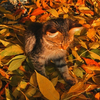 Telegram profile photo for Не бабуин🥹🧡 (неинк)
