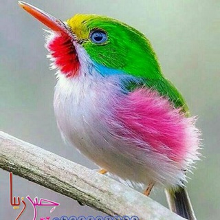 Telegram profile photo for حــس 💞 زیبــا