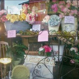 Telegram profile photo for Whimsy Wildflowers; The Blooming Hour.