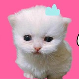 Telegram profile photo for PITO CTO