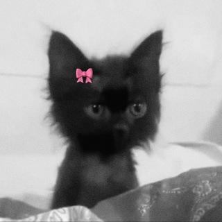 Telegram profile photo for ” میو لیست 🎀 .